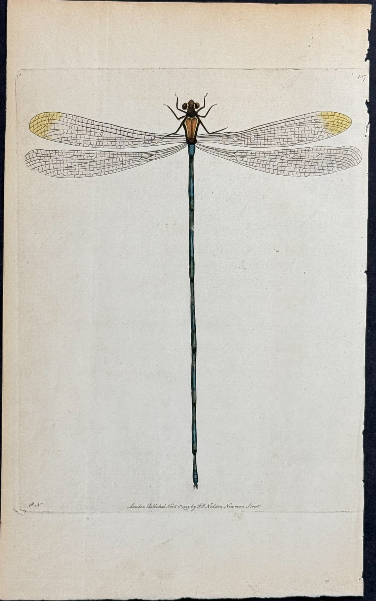 Shaw & Nodder - Linear Libellula or Dragonfly. 407 (1 of 1)