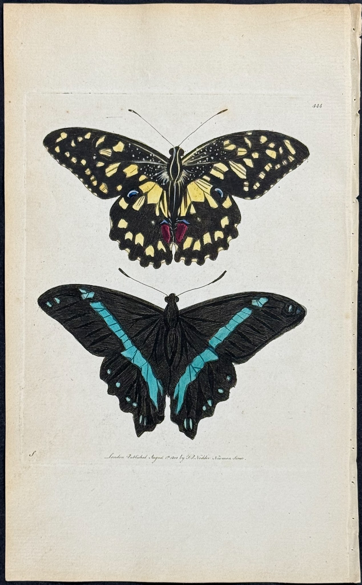 Shaw & Nodder - Demoleus & Nireus Butterflies. 444 (1 of 1)