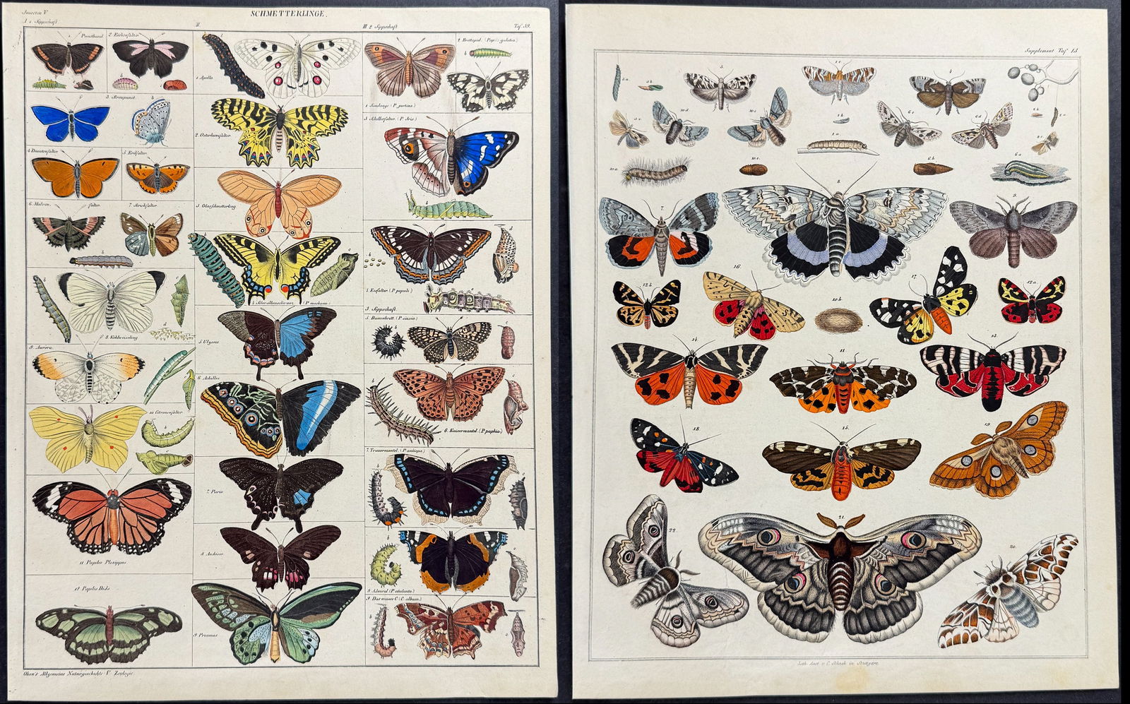 Oken - 5 Insect or Entomology Lithographs (Butterfly, Moth, Dragonfly): This natural history lithograph is from Lorenz Oken's Abbildungen zu Oken's allgemeiner Naturgeschichte fur alle Stande. The work was published in 1843 in Stuttgart by Hoffman. The illustrations for t