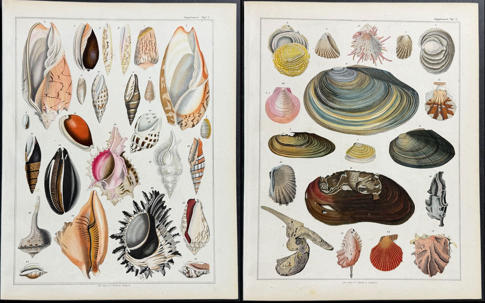Oken - 4 Shell Lithographs: This natural history lithograph is from Lorenz Oken's Abbildungen zu Oken's allgemeiner Naturgeschichte fur alle Stande. The work was published in 1843 in Stuttgart by Hoffman. The illustrations for t
