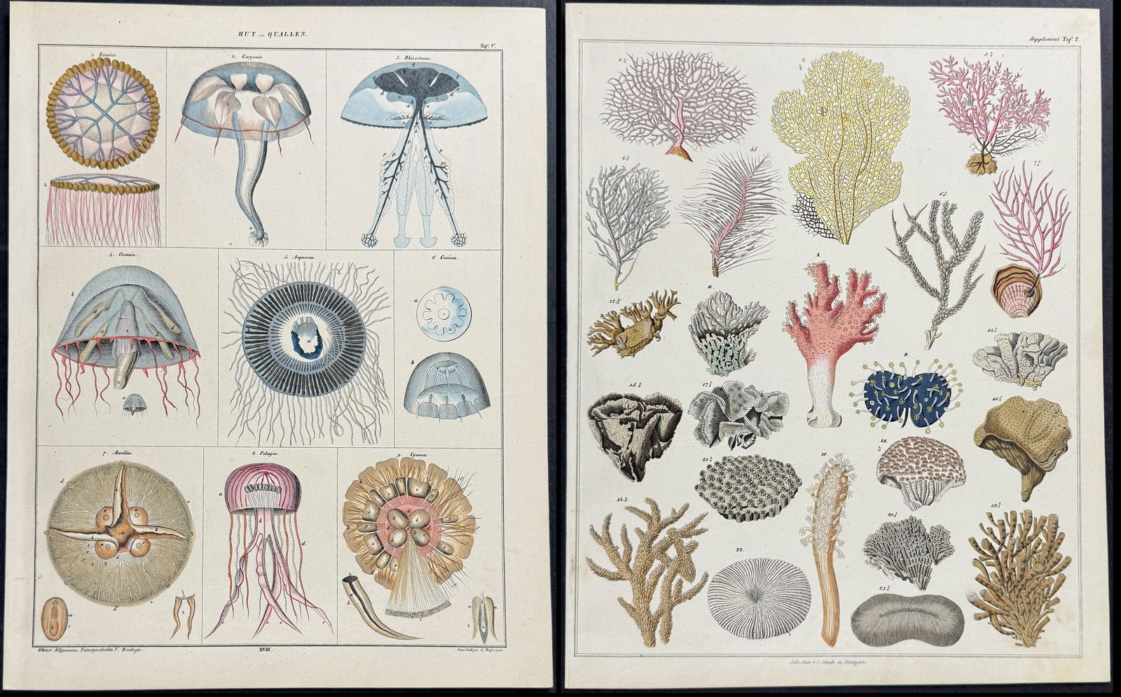 Oken - 4 Sea Life Lithographs (Jellyfish, Coral) (1 of 5)