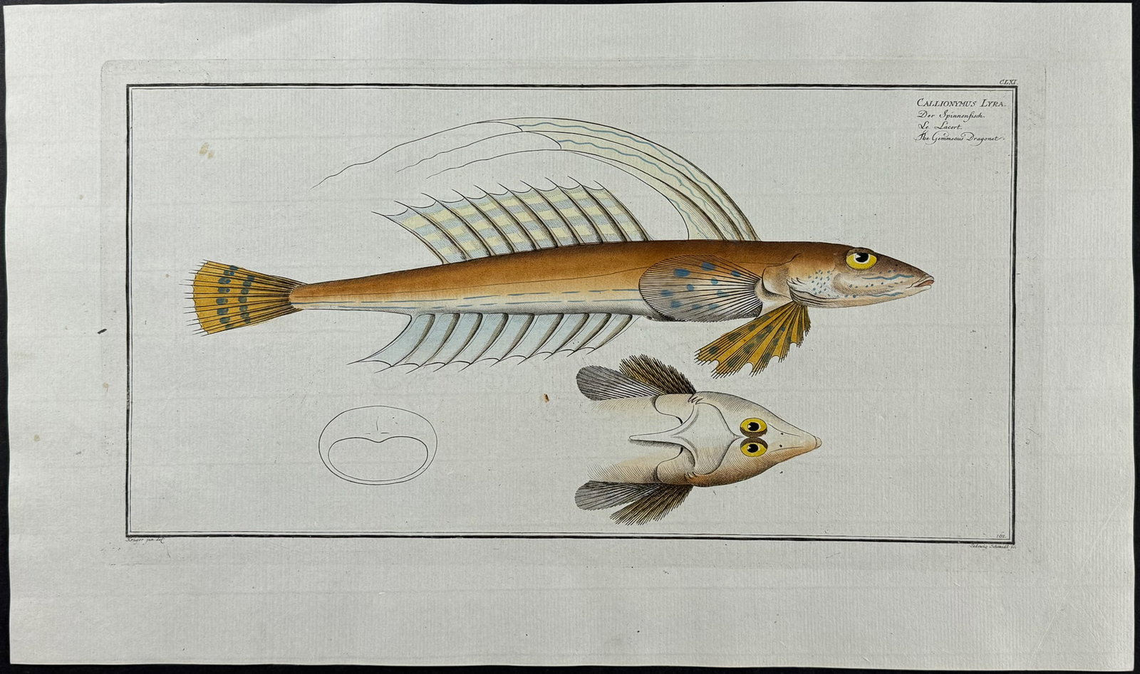 Bloch, Folio - Gemmeous Dragonet - Callionymus Lyra. 161: This striking, originally hand-colored folio engraving is from Marcus Elieser Bloch?s Ichthyologie, ou Histoire Naturelle Generale et Particuliere des Poissons. The work was published in Berlin by the