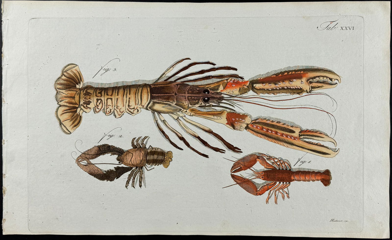 Herbst - Lobsters. 26 (1 of 1)