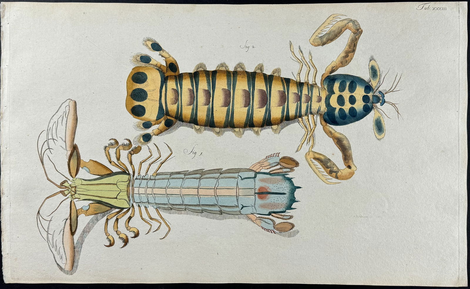 Herbst - Mantis Shrimp. 33 (1 of 1)