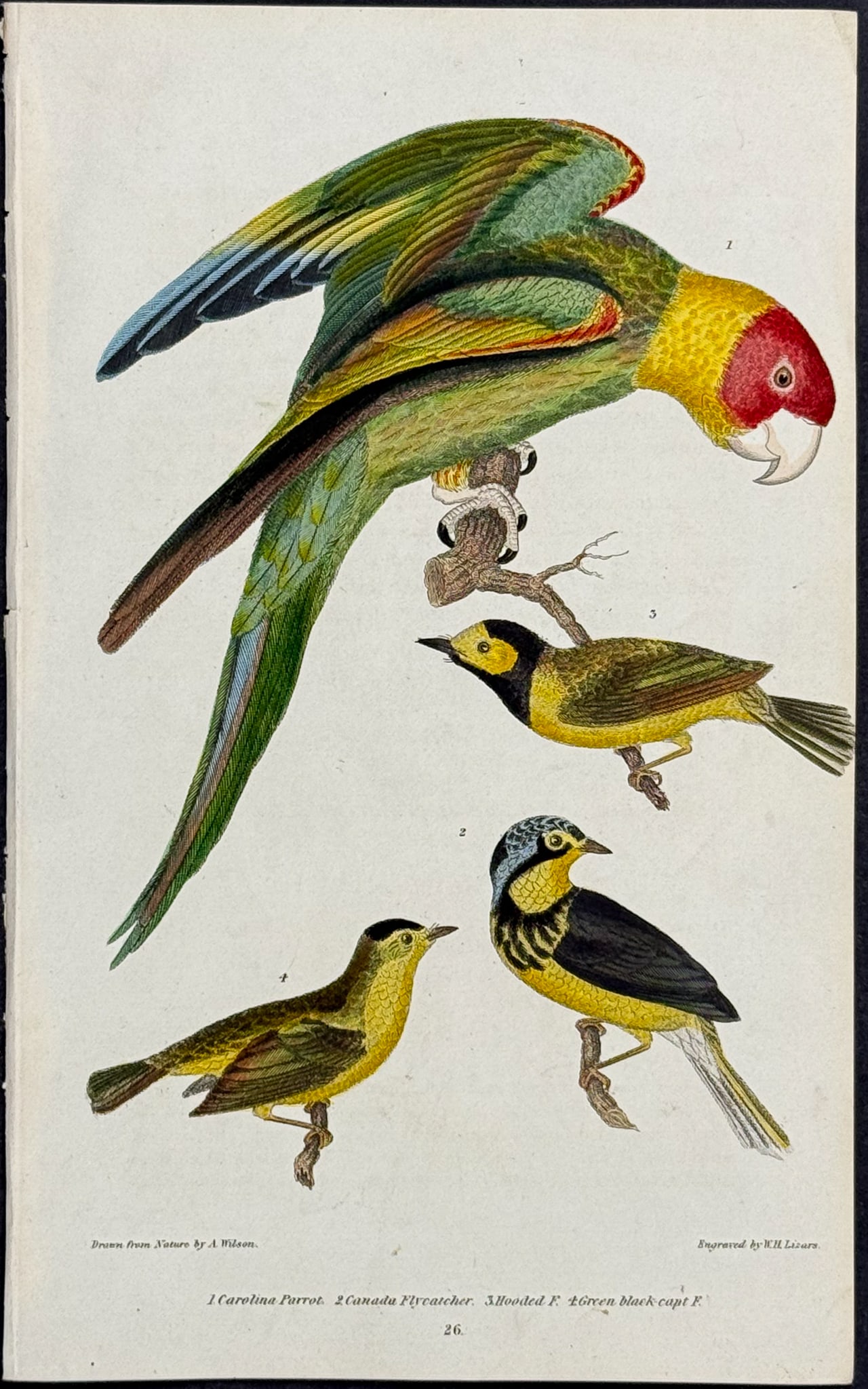 Wilson - Carolina Parrot & Flycatchers. 26 (1 of 1)