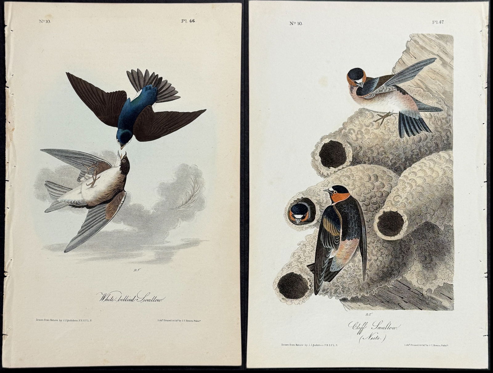 Audubon - 3 Swallow Lithographs (1 of 4)