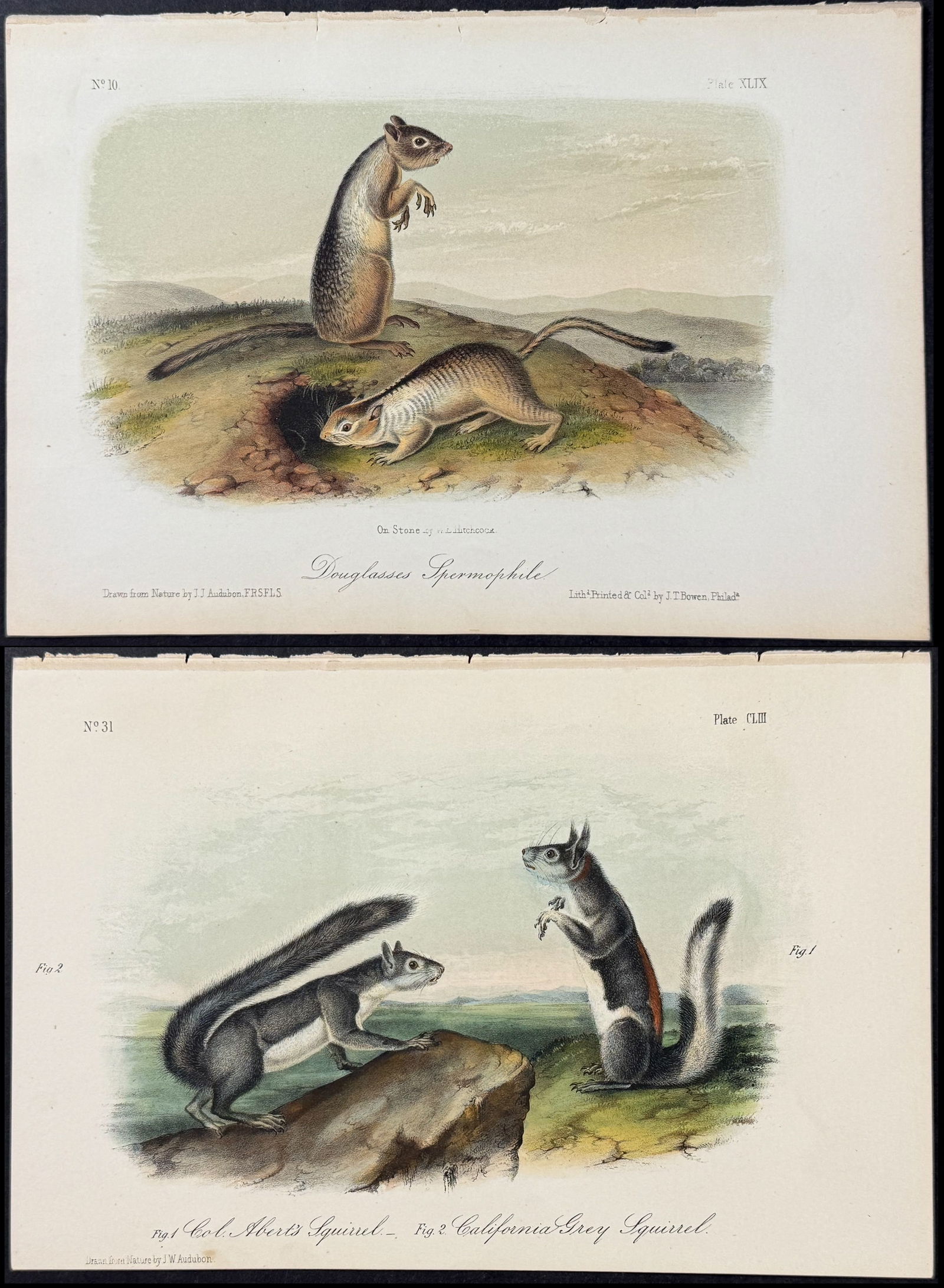 Audubon - 4 Quadruped Lithographs (Squirrels, Spermophile) (1 of 5)