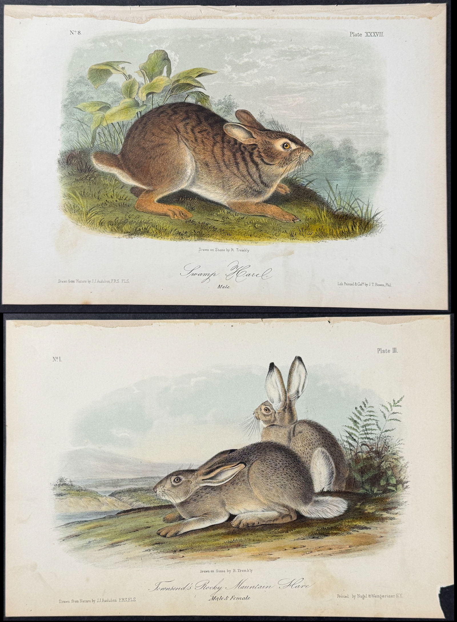 Audubon - 3 Hare Lithographs (1 of 4)