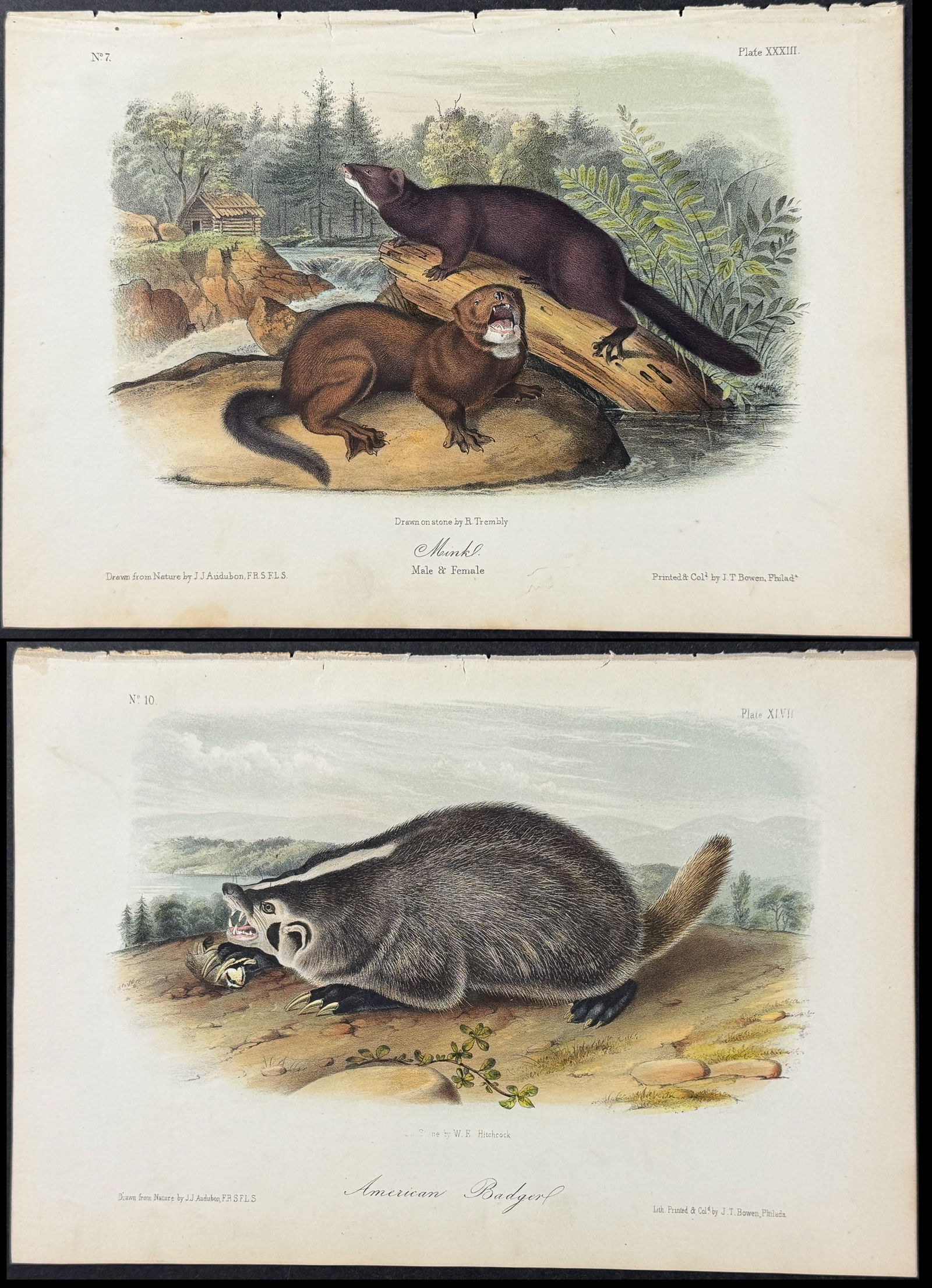 Audubon - 3 Quadruped Lithographs (Mink, Marten, Badger) (1 of 4)