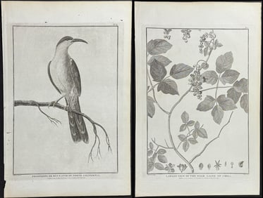 La Perouse - 6 Engravings of Birds and Plants