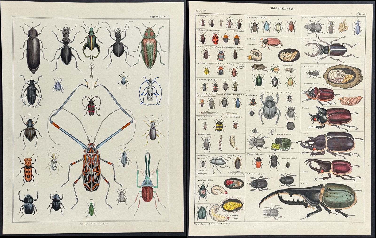 Oken - 5 Insect and Crustacean Lithographs: This natural history lithograph is from Lorenz Oken's Abbildungen zu Oken's allgemeiner Naturgeschichte fur alle Stande. The work was published in 1843 in Stuttgart by Hoffman. The illustrations for t