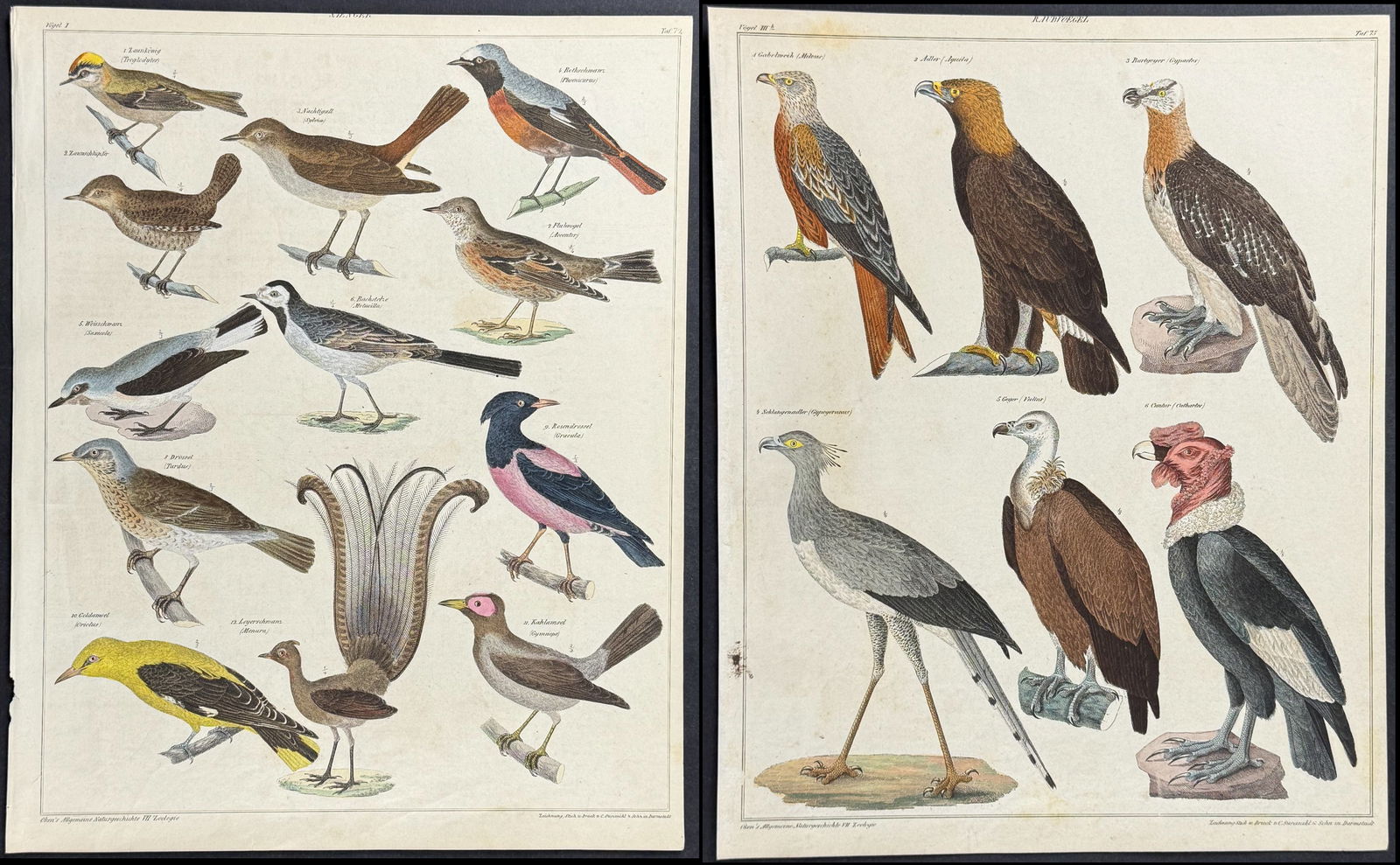 Oken - 11 Bird Lithographs: This natural history lithograph is from Lorenz Oken's Abbildungen zu Oken's allgemeiner Naturgeschichte fur alle Stande. The work was published in 1843 in Stuttgart by Hoffman. The illustrations for t