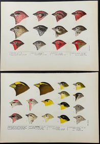 Baird - 6 Bird Head Engravings