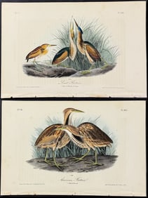 Audubon - Pair of Bittern Lithographs