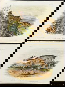Audubon - 4 Quadruped Lithographs