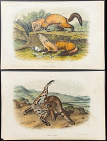 Audubon - 4 Quadruped Lithographs