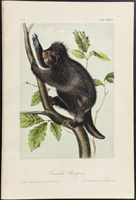 Audubon - Canada Porcupine. 36