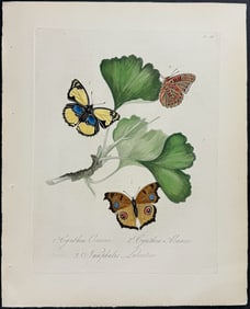 Donovan - Butterflies. 36