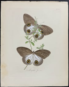 Donovan - Butterflies. 33