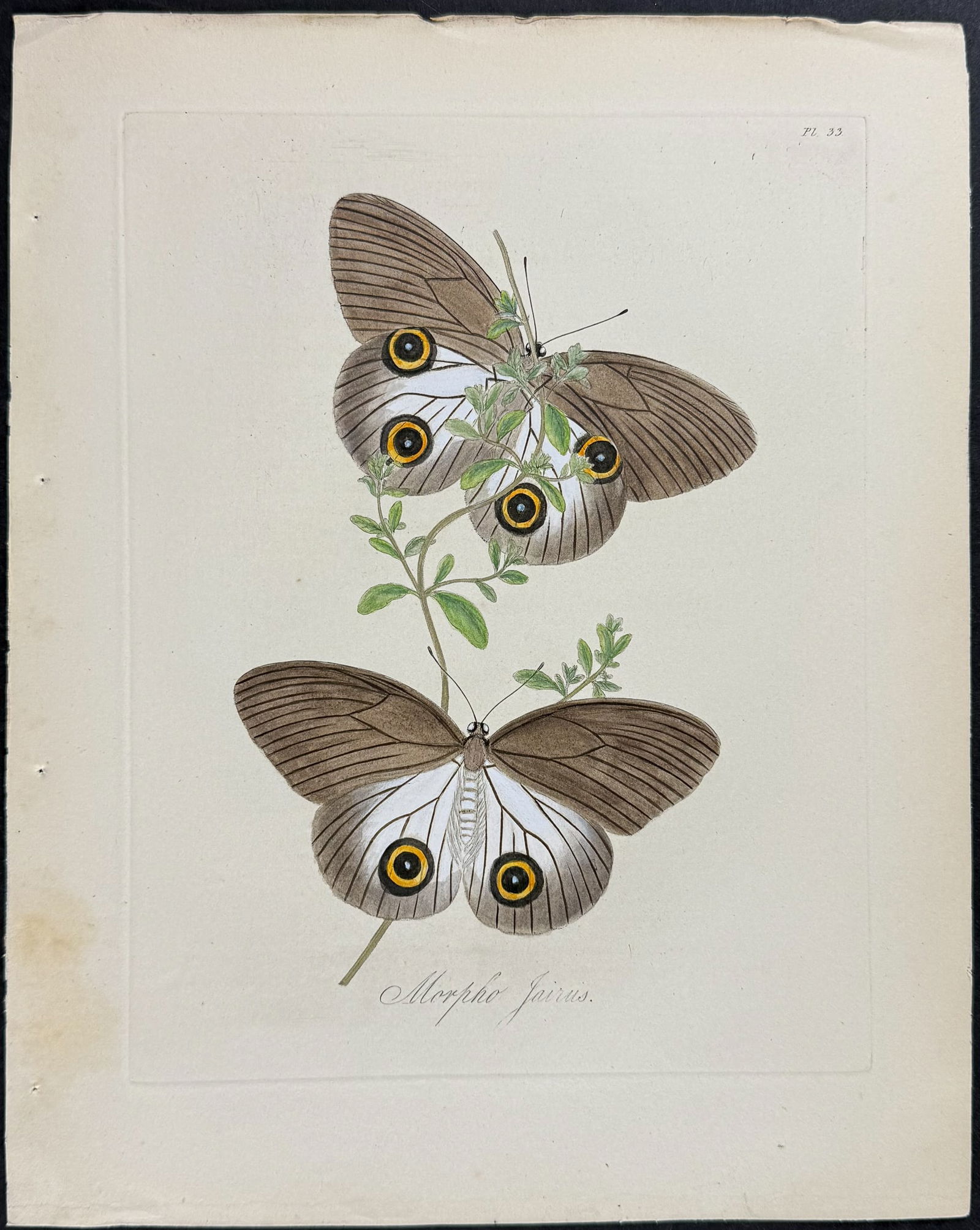 Donovan - Butterflies. 33 (1 of 1)