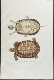 Knorr, Folio - Turtle or Tortoise
