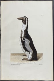 Knorr, Folio - Penguin