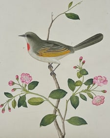 Original Watercolor of Flowerpecker