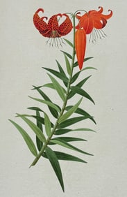 Original Watercolor of Lily