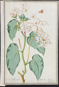 Original Watercolor of Begonia Minor after Ledel for Jacquin (according to Linnaeus system)
