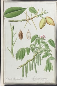 Original Watercolor of Butternut [Juglans Cinerea] after Franz for Jacquin (according to Linnaeus