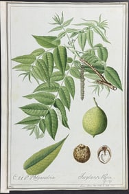 Original Watercolor of Eastern Black Walnut [Juglans Nigra] after Franz for Jacquin (according to