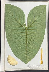 Original Watercolor of Arum Xanthorrhiron after Ledelmaier for Jacquin (according to Linnaeus