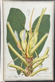 Original Watercolor of Arum Grandifolium after Ledelmaier for Jacquin (according to Linnaeus system)