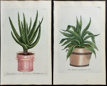 Weinmann - 4 Potted Aloe Engravings