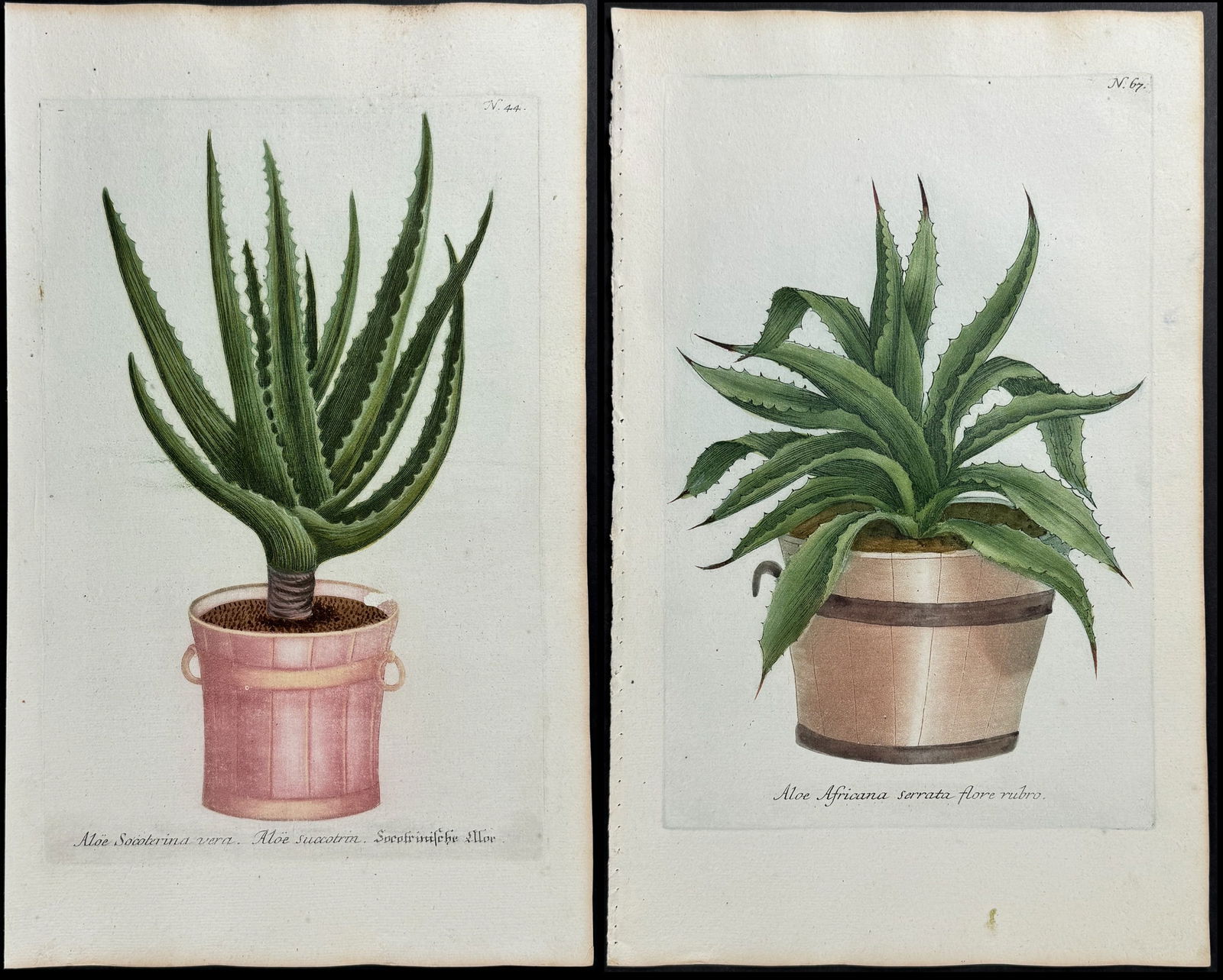 Weinmann - 4 Potted Aloe Engravings (1 of 5)