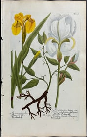 Weinmann - Iris. 606