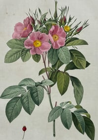 Redoute, Folio - Rose - Rosa carolina corymbosa