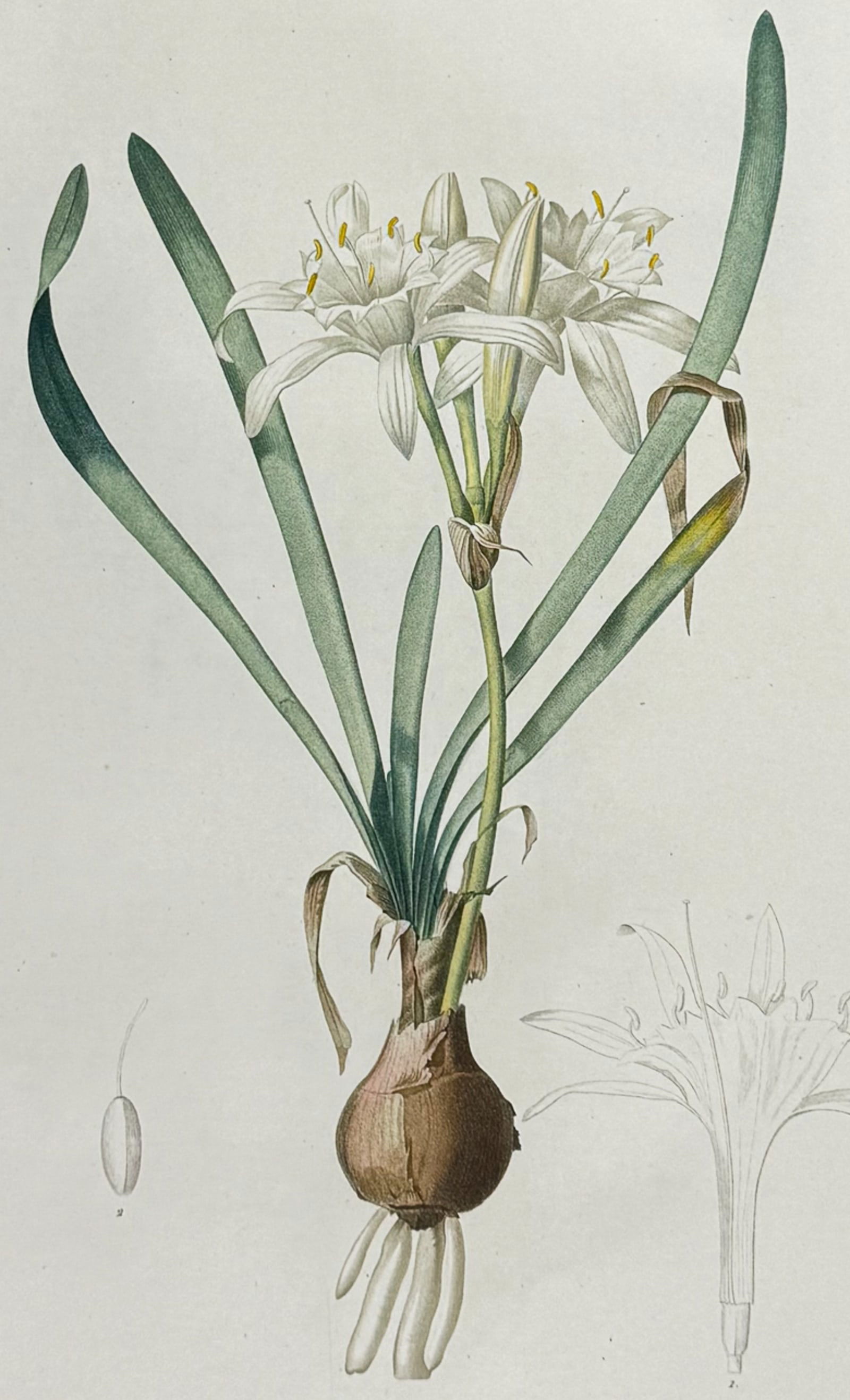 Redoute, Folio - Sea Daffodil (Pancratium Maritimum) (1 of 2)