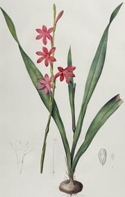 Redoute, Folio - Gladiolus (Gladiolus Merianus)
