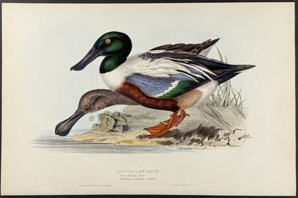 Gould - Shoveller Duck