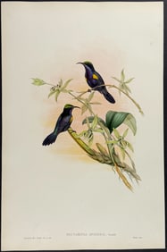 Gould - Penang Sunbird (Nectarinia Insignis)