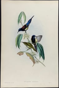 Gould - Black-breasted Sunbird (Nectarinia Saturata)