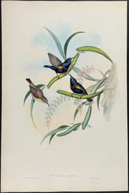 Gould - Asiatic Sunbird (Nectarinia Asiatica)