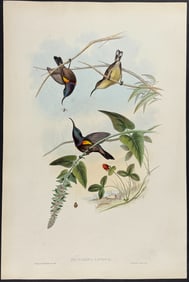Gould - Loten's Sunbird (Nectarinia Lotenia)