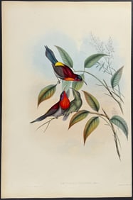 Gould - Vigors' Sunbird (Nectarinia Vigorsii)