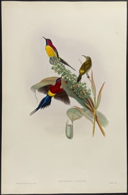 Gould - Mrs. Gould's Sunbird (Nectarinia Gouldiae)