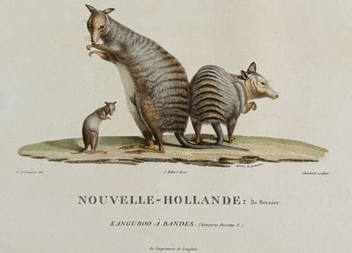 Peron & Freycinet - Banded Kangaroo or Wallaby (Australia or New Holland). 27