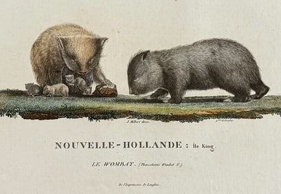 Peron & Freycinet - Wombat (Australia or New Holland). 28