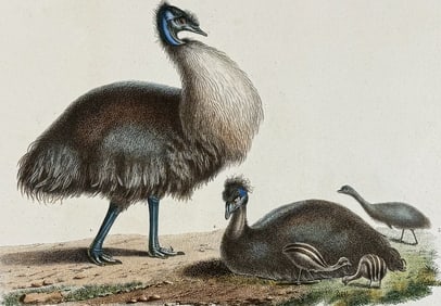 Peron & Freycinet - Emu or Cassowary of Australia or New Holland. 36