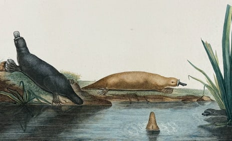 Peron & Freycinet - Platypus (Australia or New Holland). 34